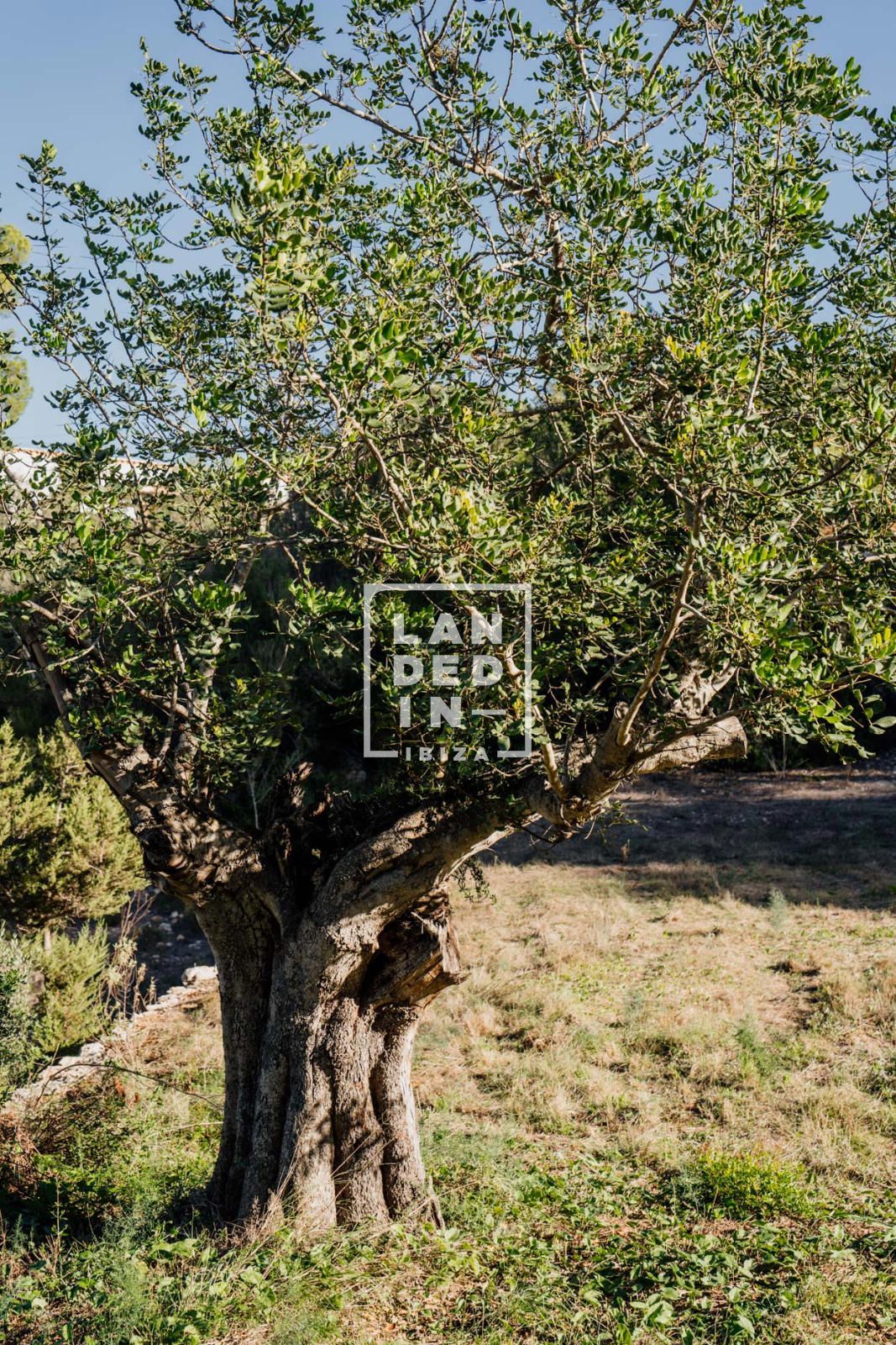 Imagen 21 del inmueble